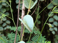 Cissus rotundifolia, photograph author not stated, no rights reserved