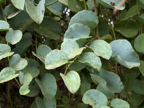 Cissus rotundifolia, photograph 2