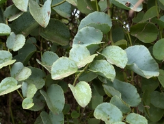 Cissus rotundifolia, photograph author not stated, no rights reserved