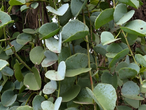 Cissus rotundifolia, photograph 3