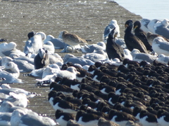 Haematopus ostralegus