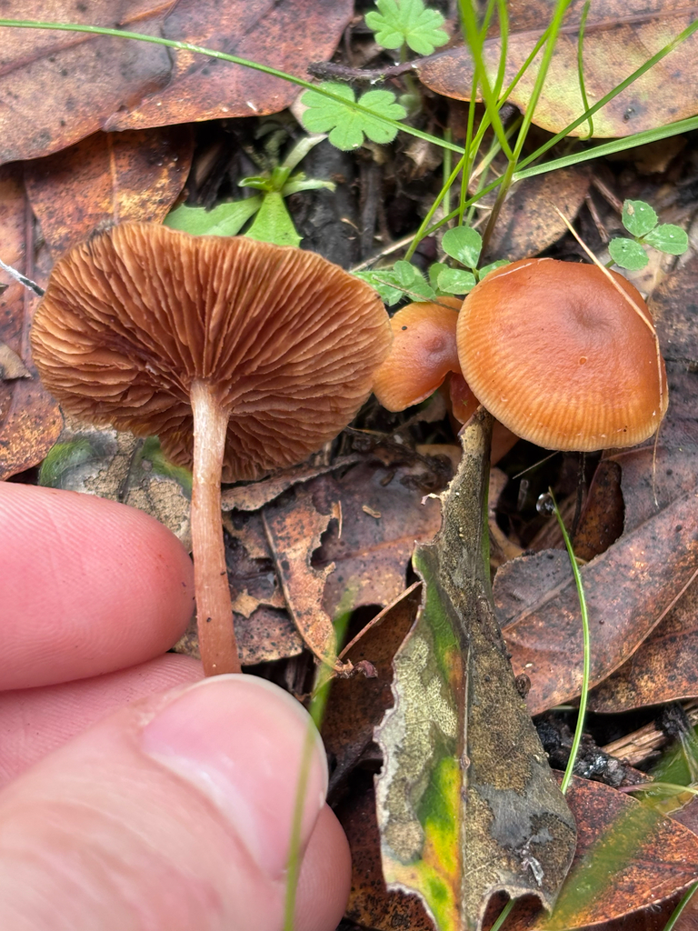 Tubaria furfuracea · December 2025 · photo: © reago (iNaturalist, cc-by)