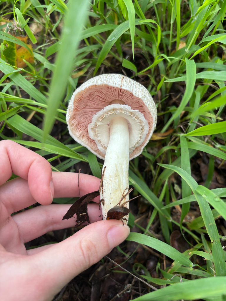 Agaricus californicus · December 2025 · photo: © reago (iNaturalist, cc-by)