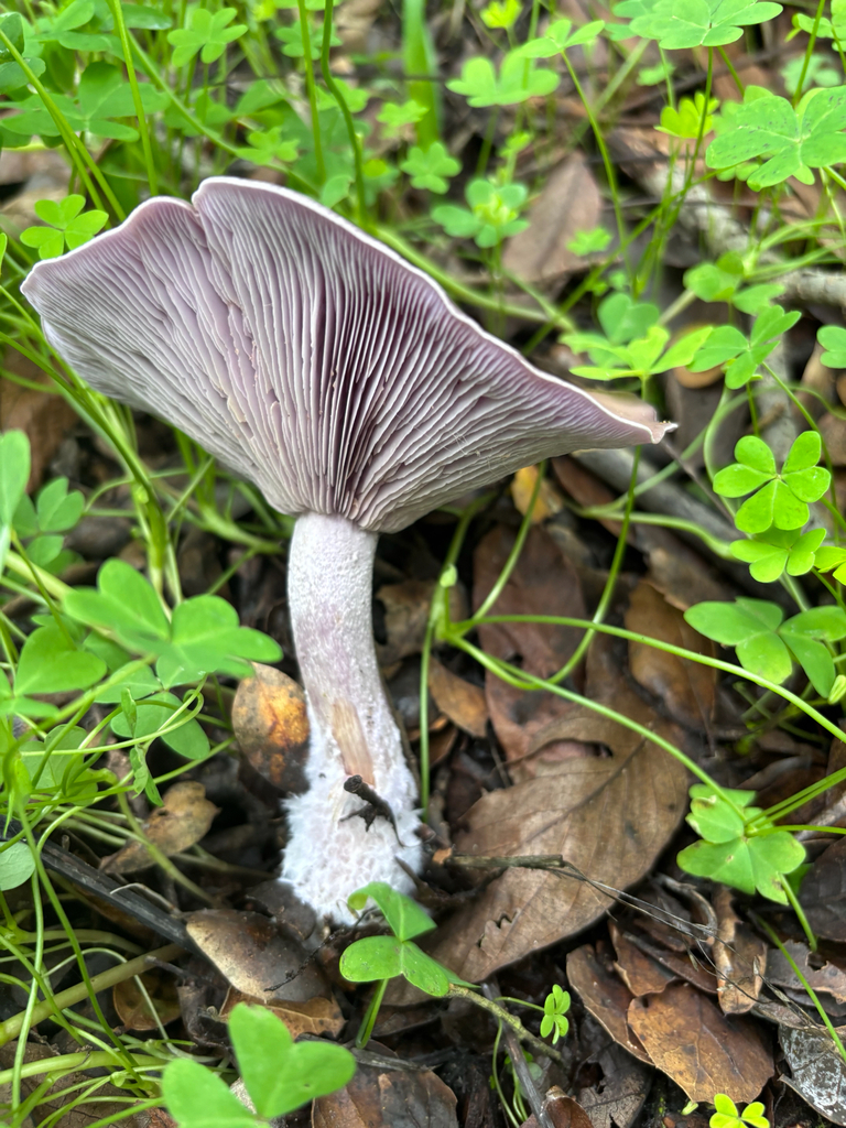 Collybia nuda · December 2025 · photo: © reago (iNaturalist, cc-by)