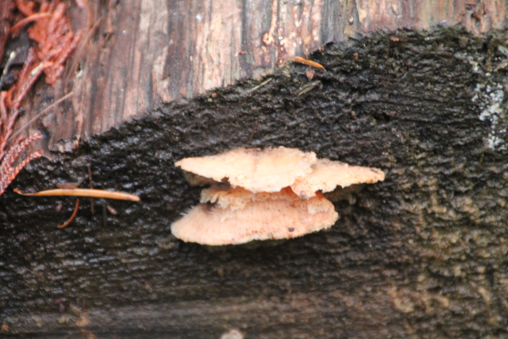 Merulius tremellosus · December 2025 · photo: © theresephillips (iNaturalist, cc0)