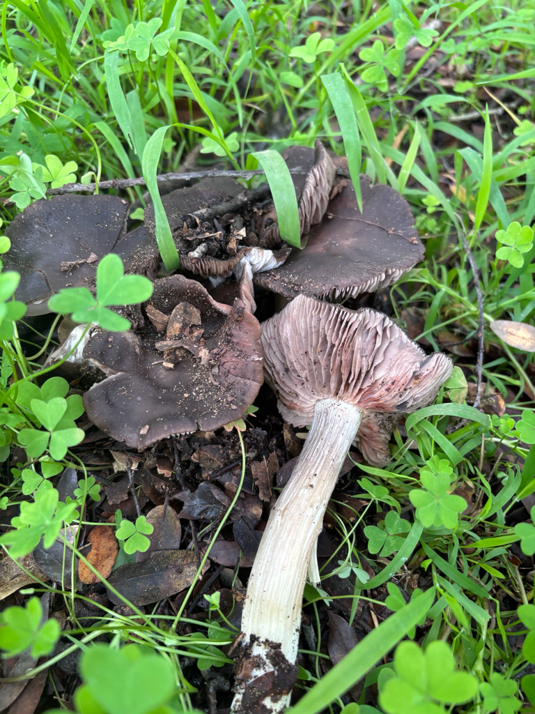 Entoloma ferruginans · December 2025 · photo: © reago (iNaturalist, cc-by)