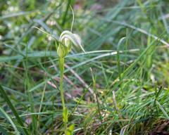 Pterostylis falcata