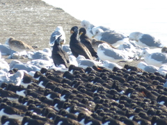 Chroicocephalus ridibundus