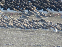 Pluvialis squatarola