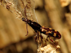 Arrhenodes minutus