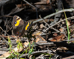 Tisiphone abeona albifascia