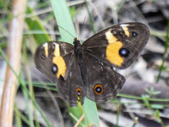 Tisiphone abeona albifascia