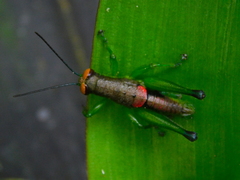 Psiloscirtus splendidus