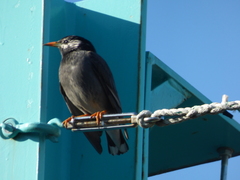 Spodiopsar cineraceus