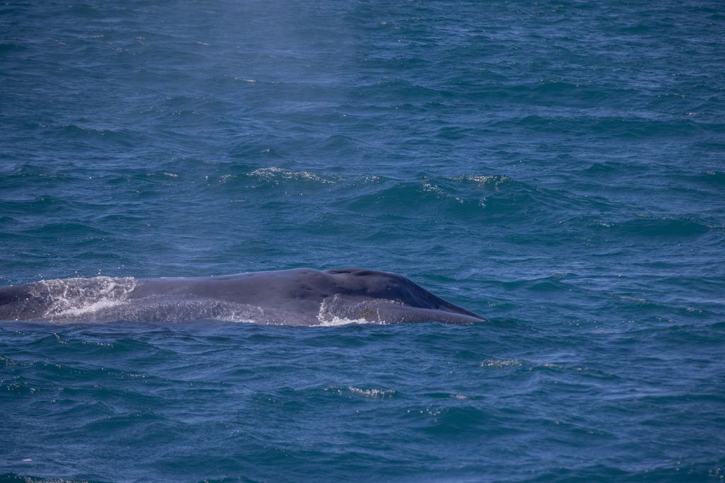 Pygmy blue whale surfacing off Canterbury, New Zealand