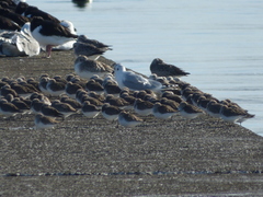 Calidris alpina
