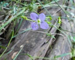 Veronica gracilis