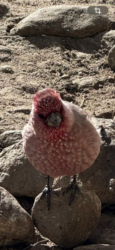 Great Rosefinch, photo 7 of 10