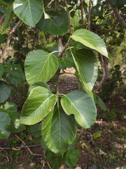 Jatropha stephani