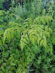 Prionosciadium