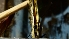 Papilio multicaudata