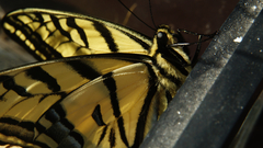 Papilio multicaudata