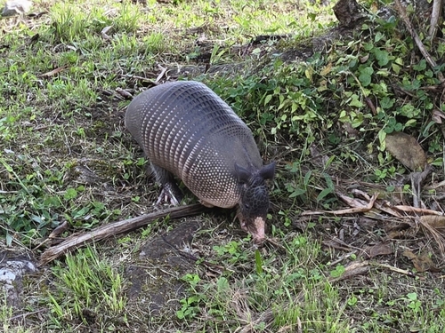 West Andean Long-nosed Armadillo, 855V+76J, Puntarenas Province, Monteverde, Costa Rica, photo 7 of 10