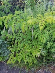 Prionosciadium