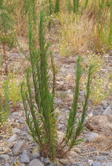 Erigeron floribundus