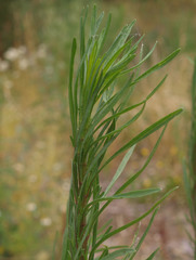 Erigeron floribundus