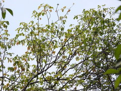 Manihot tomatophylla