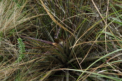 Puya clava-herculis