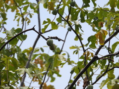 Manihot tomatophylla
