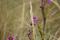 Senecio formosus
