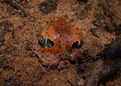 Physalaemus nattereri