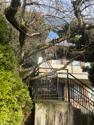 Eastern Gray Squirrel