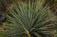 Puya clava-herculis