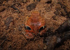 Physalaemus nattereri