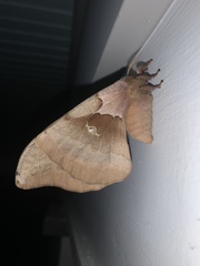 Antheraea polyphemus
