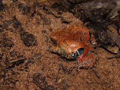 Physalaemus nattereri