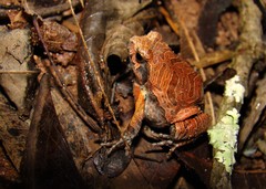 Physalaemus nattereri