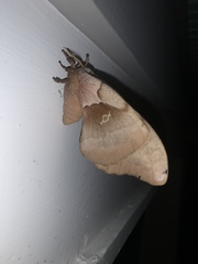 Antheraea polyphemus