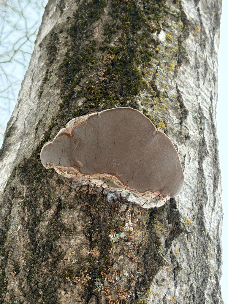 Phellinus tremulae · December 2025 · photo: © marcolivierbeausoleil (iNaturalist, cc-by)