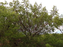 Bursera crenata