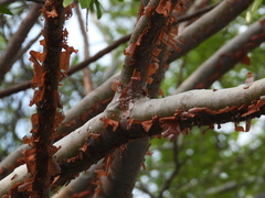 Bursera crenata