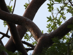 Bursera crenata