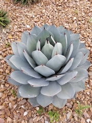 Agave parryi truncata