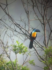 Ramphastos vitellinus