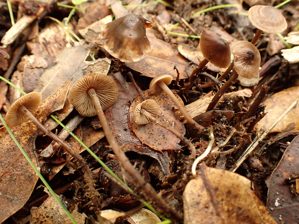 Dendrocollybia racemosa · December 2025 · photo: © reago (iNaturalist, cc-by)