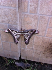 Rothschildia vanschaycki